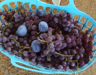 Seeds Juicy Catawba Wine Grapes Plant Cold Stratified Ready to Plant 