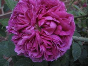 Charles de Mills Own Root Antique Rose Plant