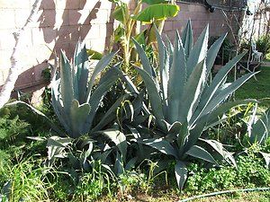 Agave Blue Century Plants Cactus Succulent Family