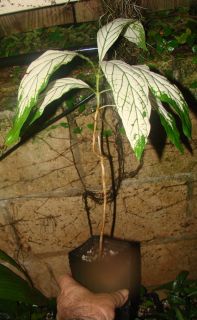   Variegated Morinda Citrifolia Fruit Tree Live Potted Big Plant