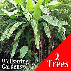    Banana Plant Fruit Tree COLD HARDY 2X Two TREES FOR ONE LOW PRICE