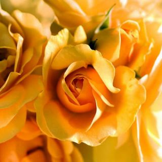 Julia Child Rose Bush   Strong Fragrance   Butter Yellow   4 Pot
