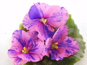 African Violet Chimera Party Fun Starter Plant