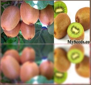 Delicious Kiwi Fruit Seeds Chinese Gooseberry Bulk A chinensis Hardy 