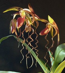 Paph Chiu Hua Dancer Gigantifolium x Sanderianum Orchid Plant in Bud 
