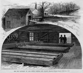  the fish hatchery at cold spring harbor long island published in