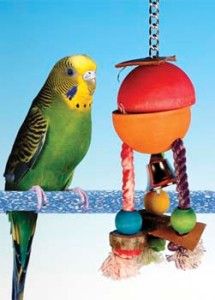  Caribbean Hide A Treat Parakeet/Cockatiel Bird Treat Toy SMALL BACH1W