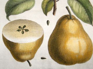 Duhamel du Monceau 1768 Hand Col Fruit Print. Colmar Pear 50
