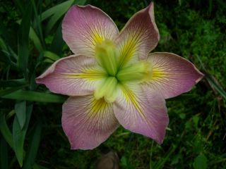 Japanese multicolor iris, very hardy and prolific blooming to 3 1/2