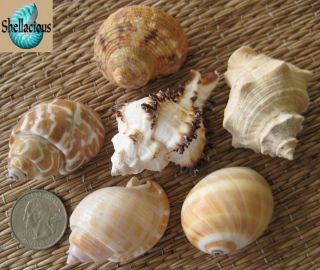 Medium Sea Shells for Your Growing Hermit Crabs