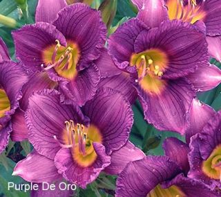 Cottage Farms 6 Piece Purple De Oro Daylily Collection —