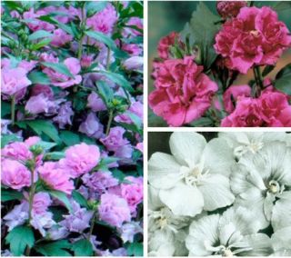 Cottage Farms 3 Piece 19th Century Rose of Sharon Collection
