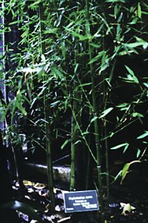 Golden Yellow Grove Running Bamboo 10 Rhizomes Set