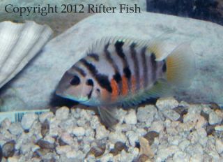 Fish C American Cichlids 1 Black Convicts from RifterFish net