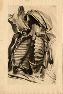 Antique Medical Print Chest Thorax Cowper Bidloo 1739