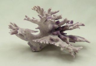 Purple Allopora Californica Coral Seashell Shell Reef