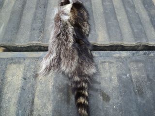 RACCOON COON RINGTAIL COONS RACCOONS ARTS CRAFTS TRAPPING HAT CAP