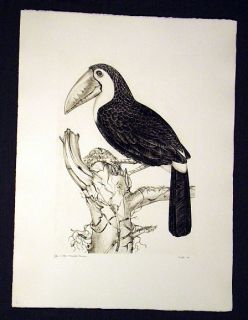 Jack Coutu Sulphur Breasted Toucan Signed Art Etching