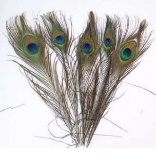 100pcs Peacock Tail Feathers Craft Supplies 13 33 Long