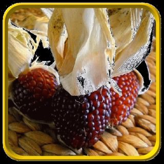 oz Open Pollinated Corn Seeds Red Strawberry Bulk Vegetable Seeds