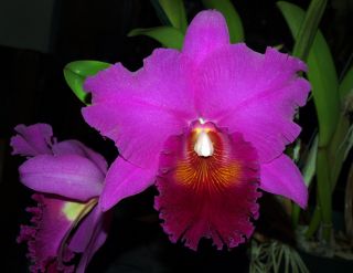 Cattleya Orchid. Blc. Mem. Crispin Rosales Behold HCC/AOS Original