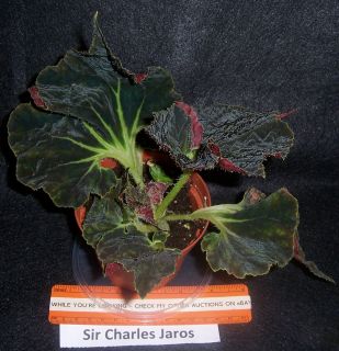 begonia Sir Charles Jaros in 4 pot