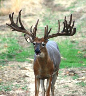 Deer Elk Safari Exotics Wildlife Ranch Oklahoma Hunt
