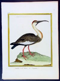 1765 Buffon Antique Bird Print White Neck Stork America