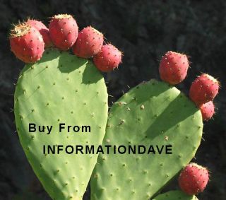 Cactus Cultivation Full Instructions Free Bonus Items