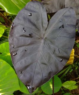 DIAMONDHEAD TARO ~Royal Hawaiian®~ Colocasia Plant ELEPHANT EAR Live
