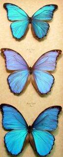 blue,morpho,real,framed,butterfly,menelaus,didius,godarti,