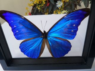 Amazing Morpho Cacica Mounted See thru Double Glass 7 5x6 5 Blck