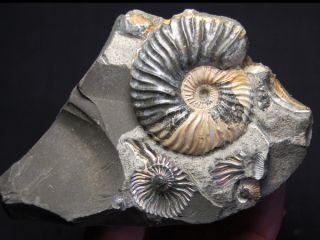 Fossil Ammonite Deshayesites Deshayesi Russia  AMN1
