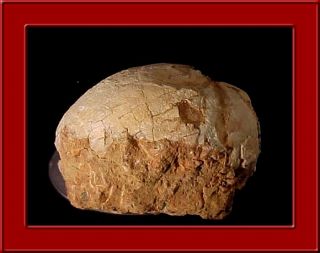  Prehistoric Nice Museum Quality Hadrosaur Dinosaur Egg Fossil Q