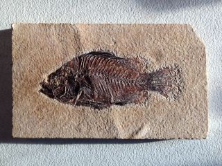 Fossil Fish Priscacara Liops Green River Formation Baenidae