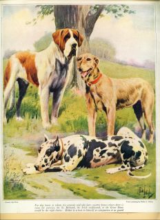 Dog Print 1920s Irish Wolfhound St Bernard Great Dane by Robert Dickey