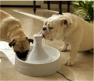 Drinkwell 360 Pet Cat Dog Fountain D360 Re