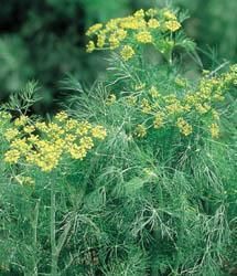 Dill Bouquet Great for Pickling 1,100 seeds Free ship on additional