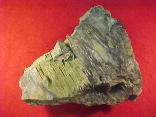  Piece of Greenish Petrified Wood  Found Dinwiddie County, Virginia
