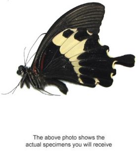 This beautiful A1 male of Papilio diophantus is from Sumatra. This