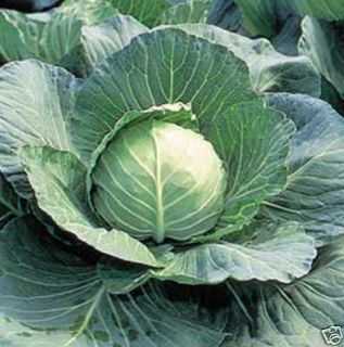 Early Flat Dutch Cabbage Open Pollinated Vegetable 250 Seeds Free Gift