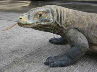 Komodo Dragon 10 8ft Lizard Statue Life Size Replica