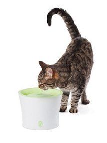  cat to drink more with the Catit Fresh and Clear Drinking Fountain