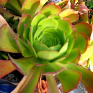  sale 4 5 diameter great way to start your succulent garden collection