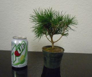 Japanese Black Pine for Mame Shohin Bonsai Tree A