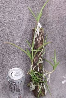 Tetramicra Canaliculata Species Orchid Plant Mounted Blooming Size