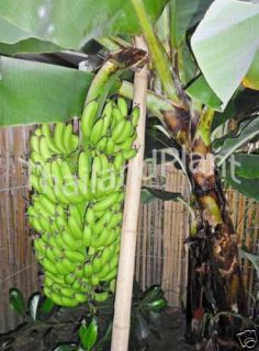 Bulb Dwarf Cavendish Musa Banana Plant Free Phytosanitiary Certificate