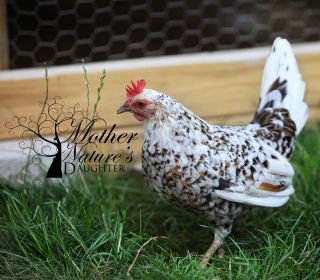 12 Olandsk Dwarf Chicken Hatching Eggs