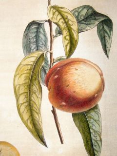 Duhamel Du Monceau 1768 Hand Col Fruit Print Persique Nectarine 29