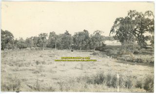 C1910 Photo Massachusetts MA East Bridgewater Cows Field River